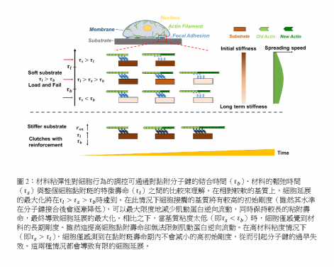 Fig. 2. Schematic illustrates effects of material viscoelasticity on cellular behavior based on the comparison of the clutch binding timescale, substrate relaxation timescale and adhesion lifetime scale. 